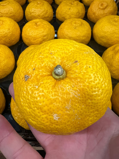 Yuzu - 2kg