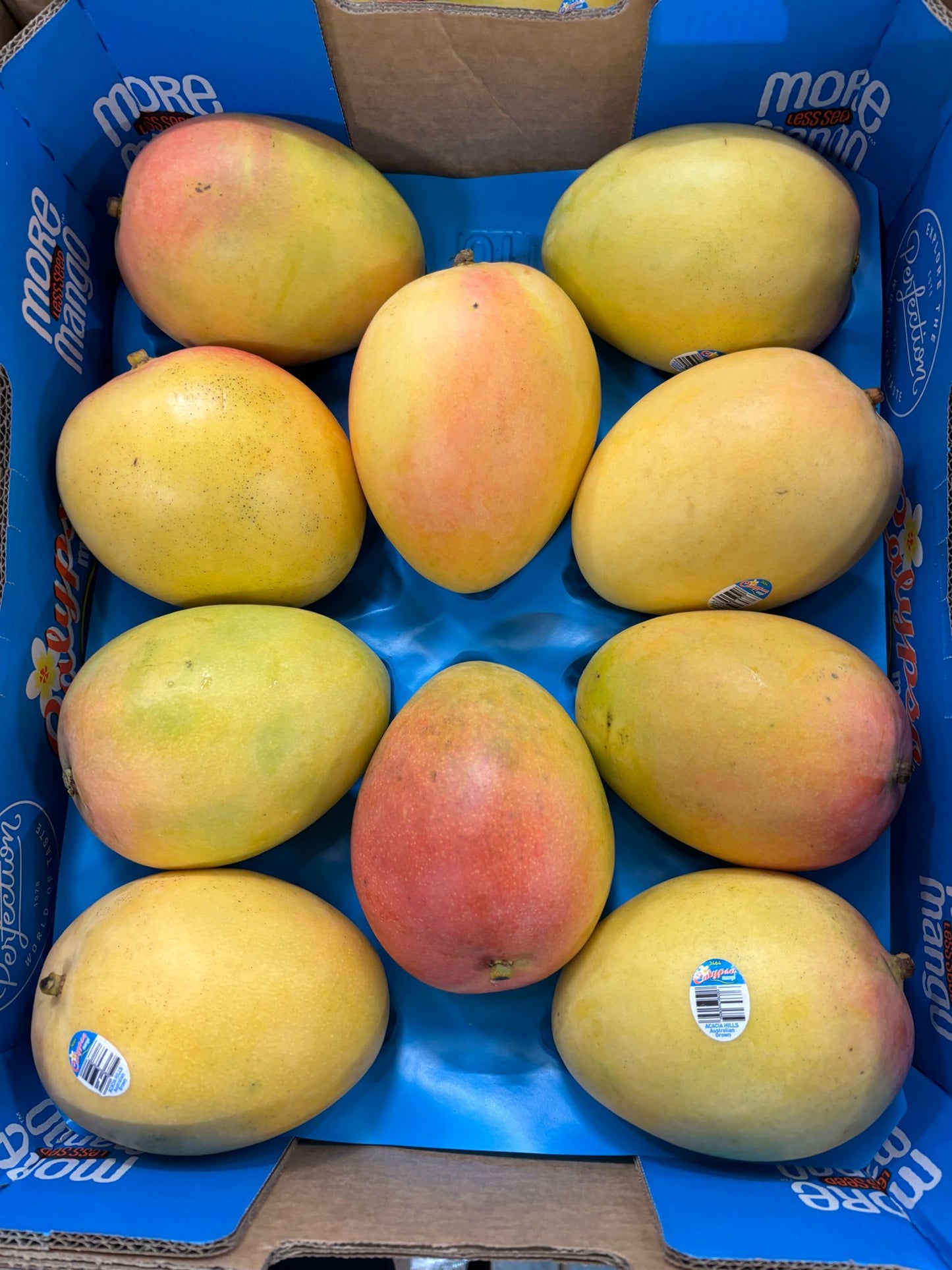 Mango Calypso - Tray