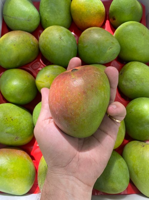 ALPHONSO MANGO - 4.5kg