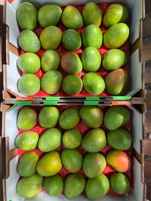 ALPHONSO MANGO - 4.5kg