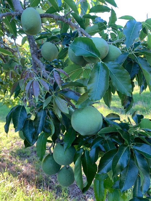 Aztec - White Sapote - 5kg