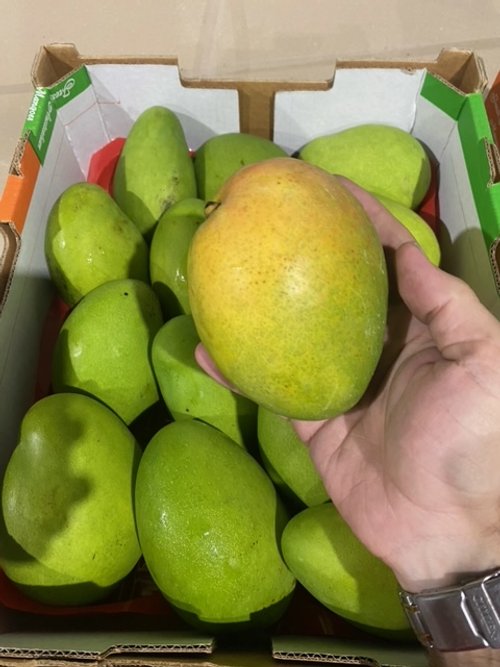 BANGANAPALLI MANGO - 6kg