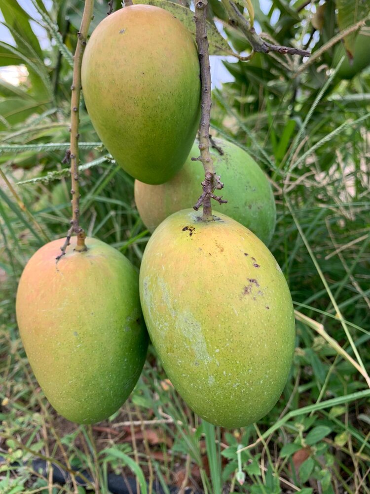 XOÀI BANGANAPALLI - 6kg