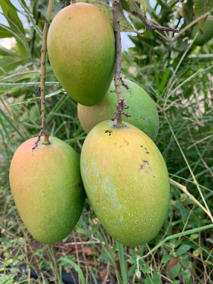 XOÀI BANGANAPALLI - 6kg