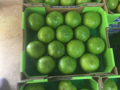 Sapote đen - 5kg