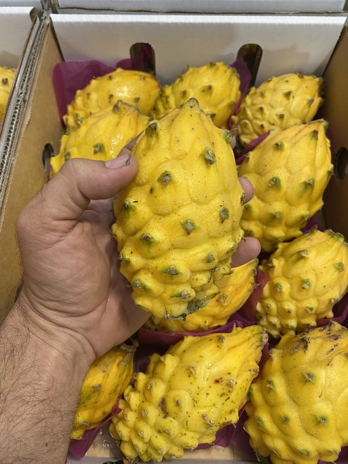 DRAGONFRUIT - YELLOW (2.5kg)