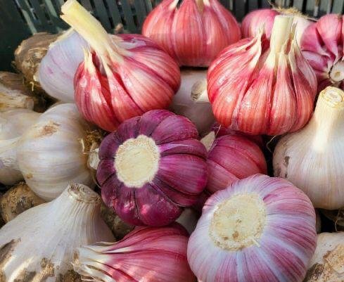 Garlic - Morado Variety - Per kg