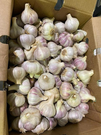 Garlic - Morado Variety - Per kg