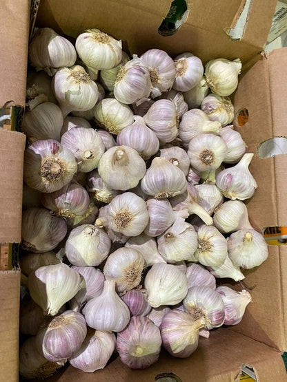 Garlic - Morado Variety - Per kg