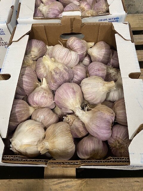 Garlic Ajo - Purple