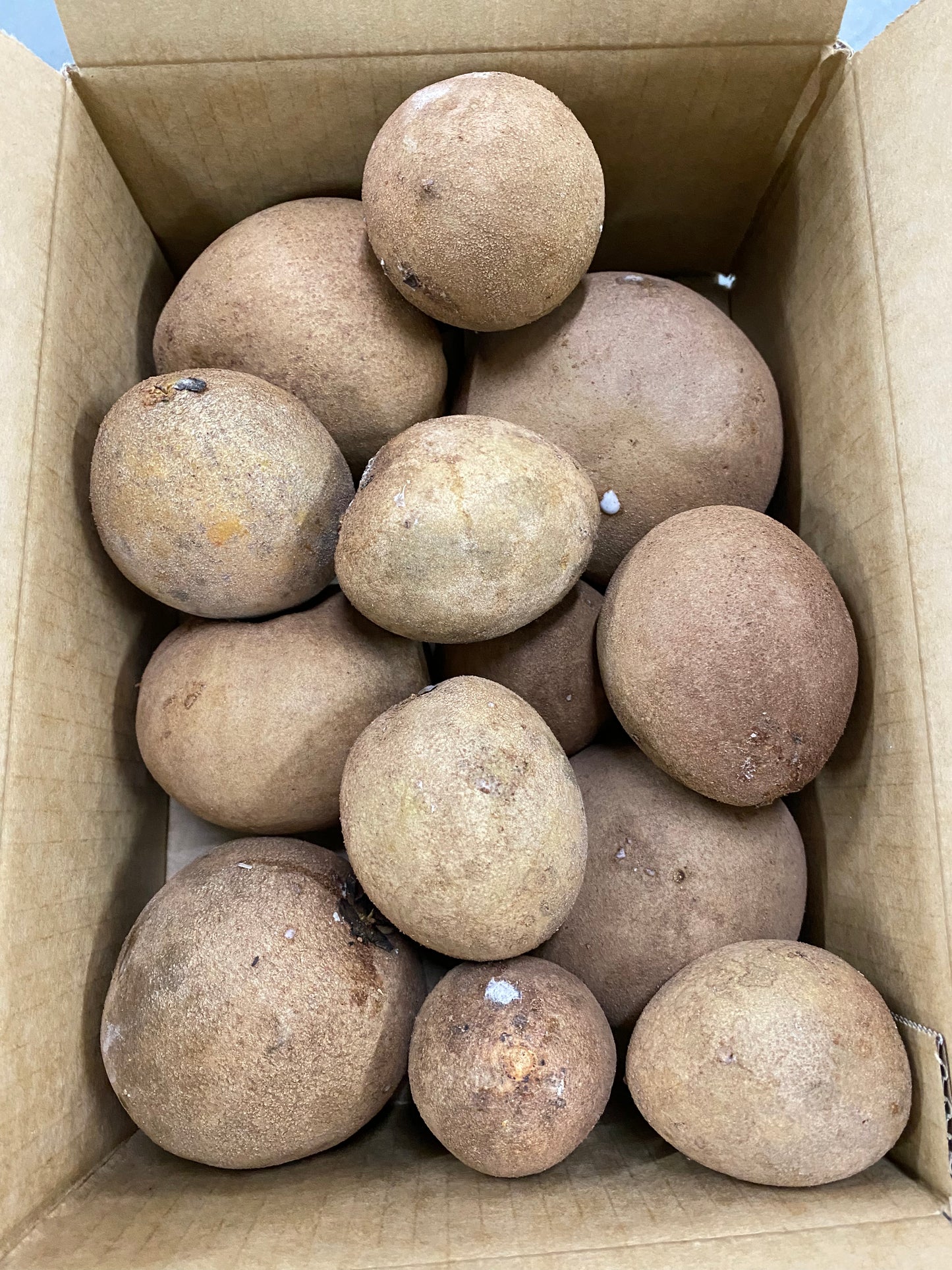 Sapodilla 