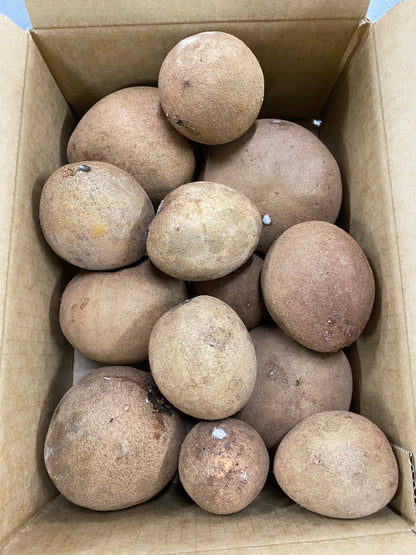 Sapodilla