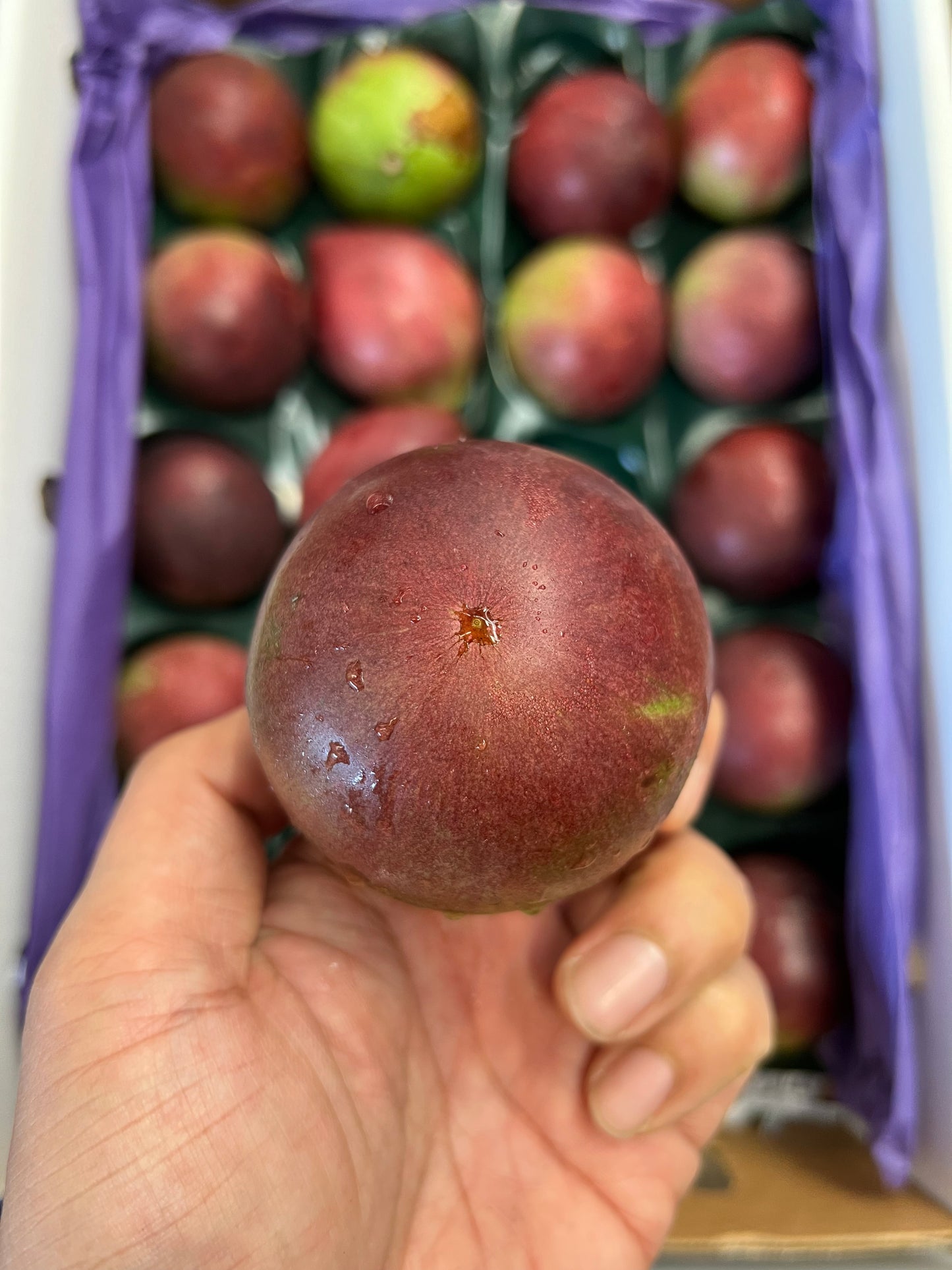 Star Apple Tray