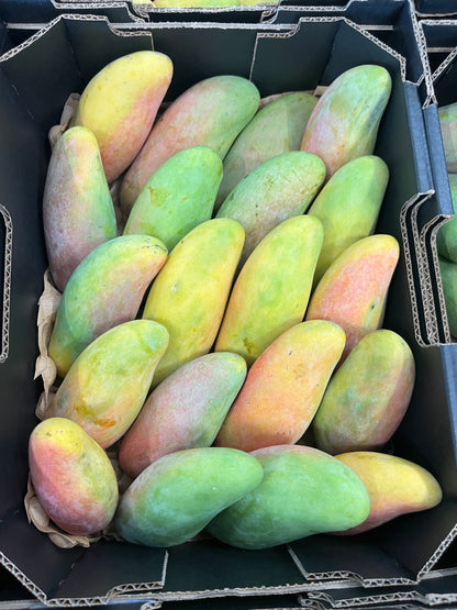 Mango - Maha