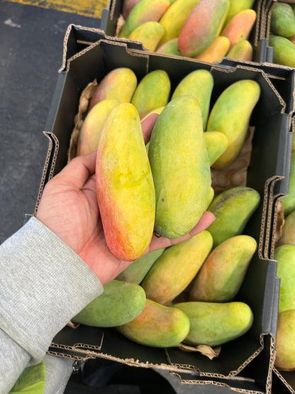 Mango - Maha