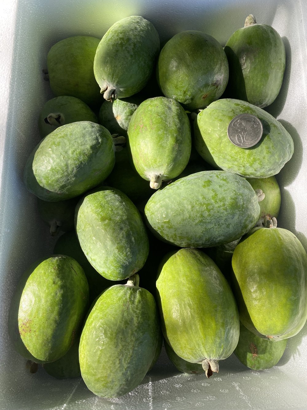 Feijoa