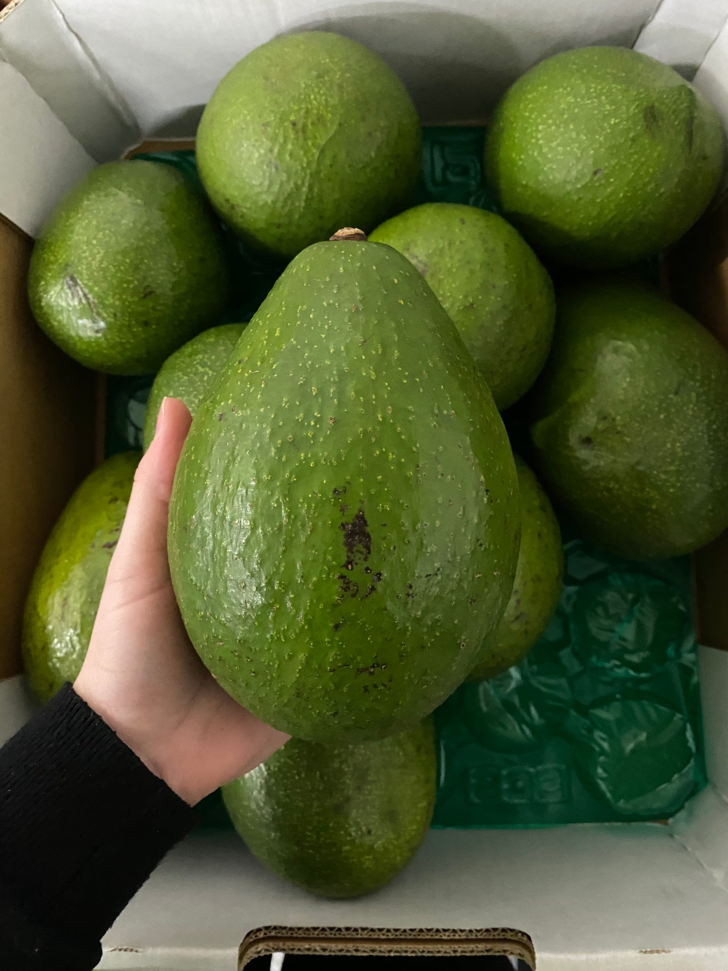 Avocado - Jala