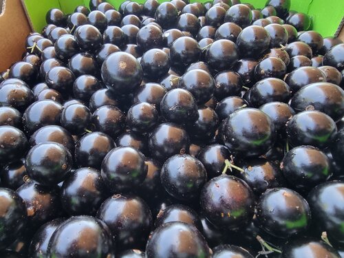 Jaboticaba - 5,5kg