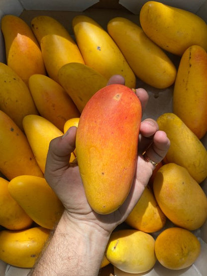 MANGO - MAHA CHANOK - 6kg