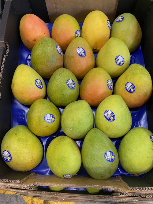 Mango Kensington Pride - 9,5kg (số lượng lớn)