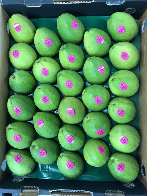 Guava - PINK GUAVA