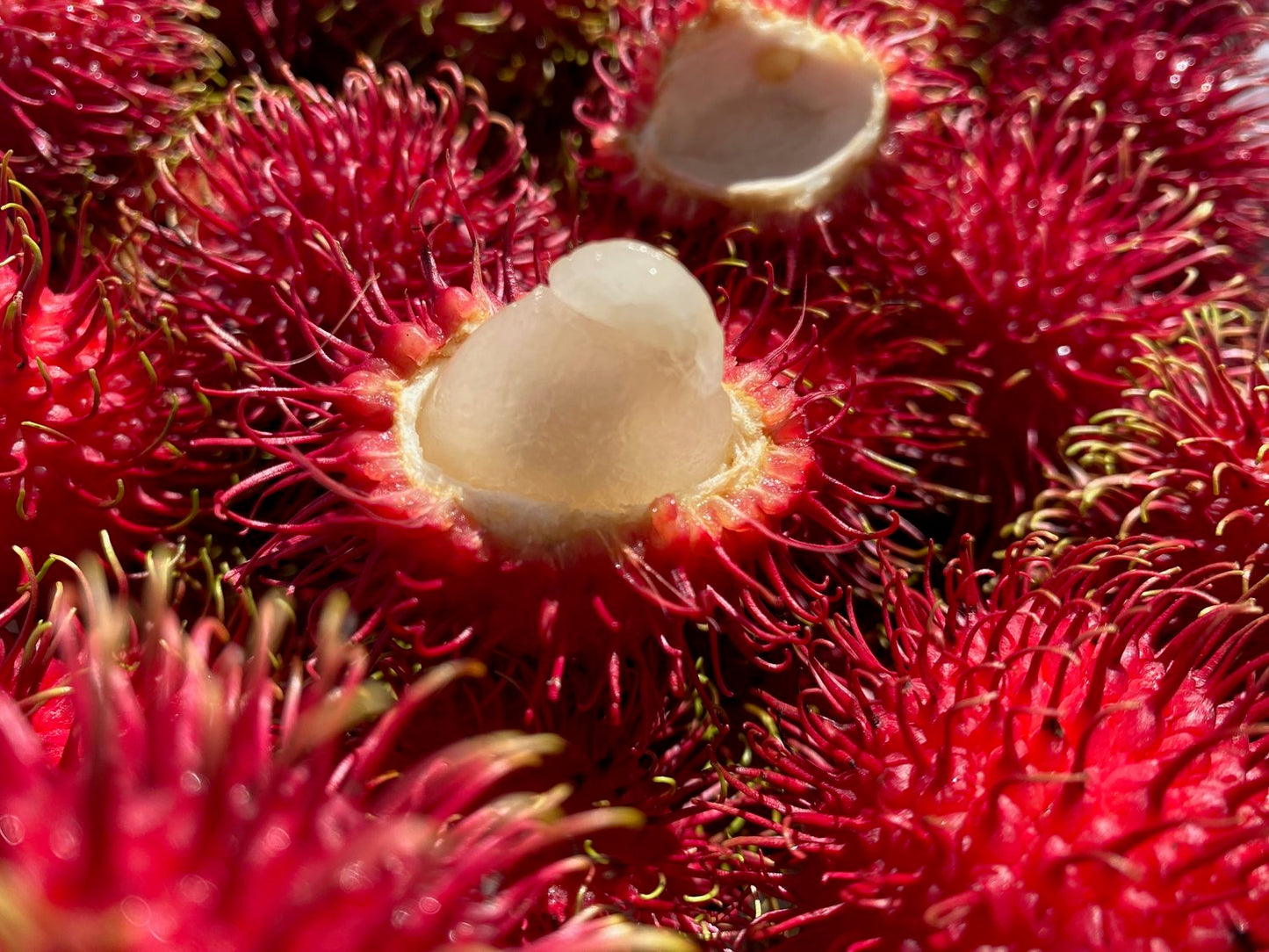 Rambutan - 5KG