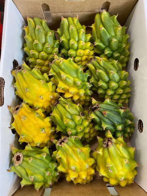 SPIKEY YELLOW DRAGONFRUIT