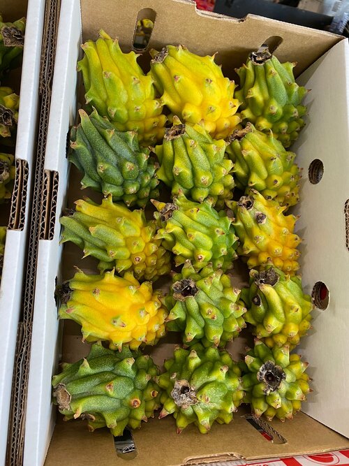 SPIKEY YELLOW DRAGONFRUIT