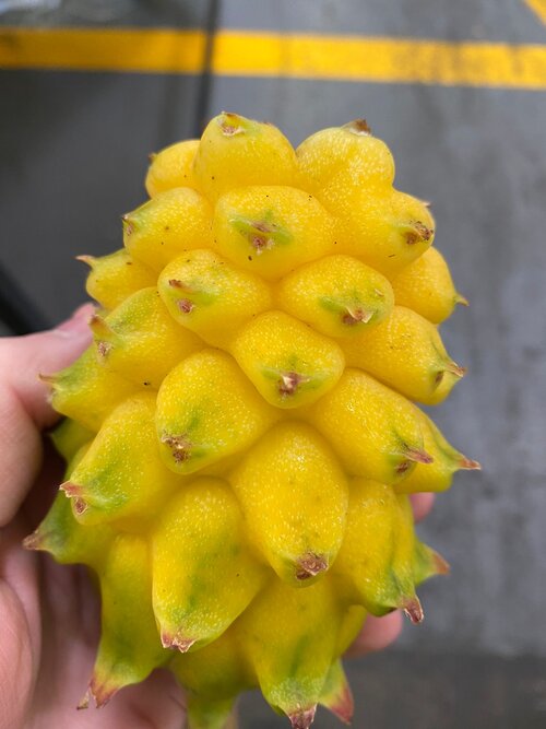 SPIKEY YELLOW DRAGONFRUIT