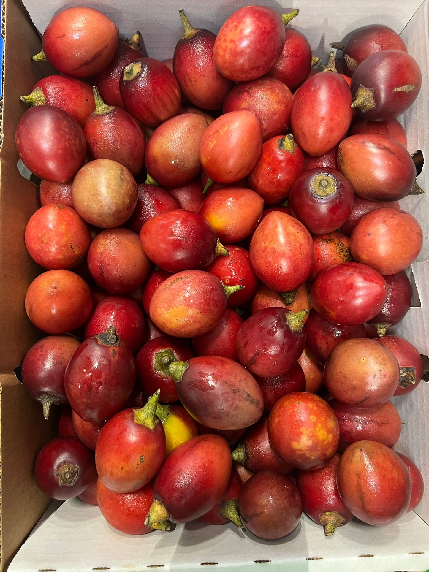 TAMARILLO RED -（僅限維多利亞州、新南威爾斯州、昆士蘭州、澳洲首都地區）