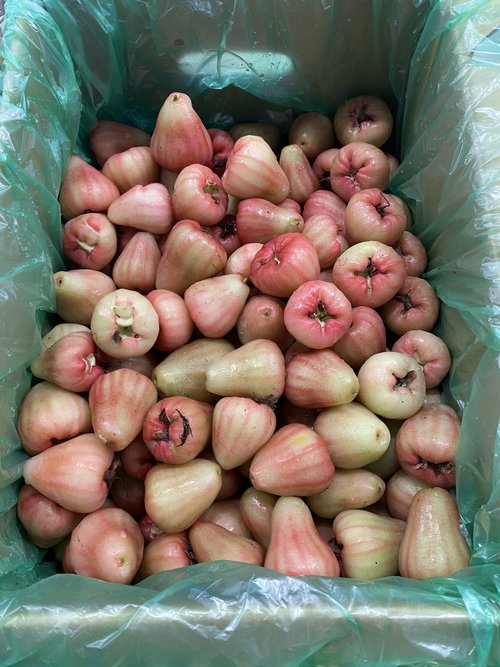 Wax Jambu - 8kg (SEQ ONLY)