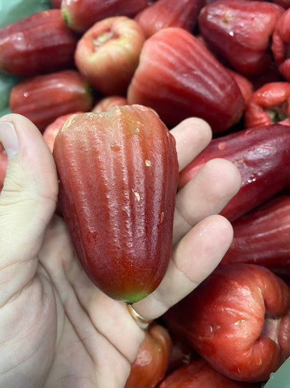 Wax Jambu