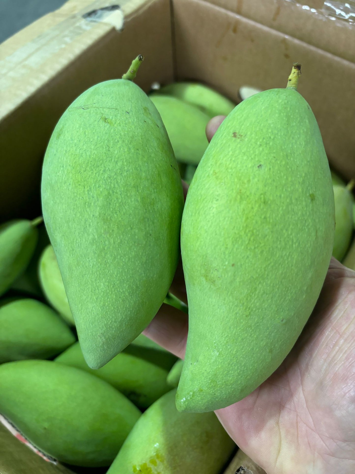 Mango -Nam Dok Mai (Sour Green)