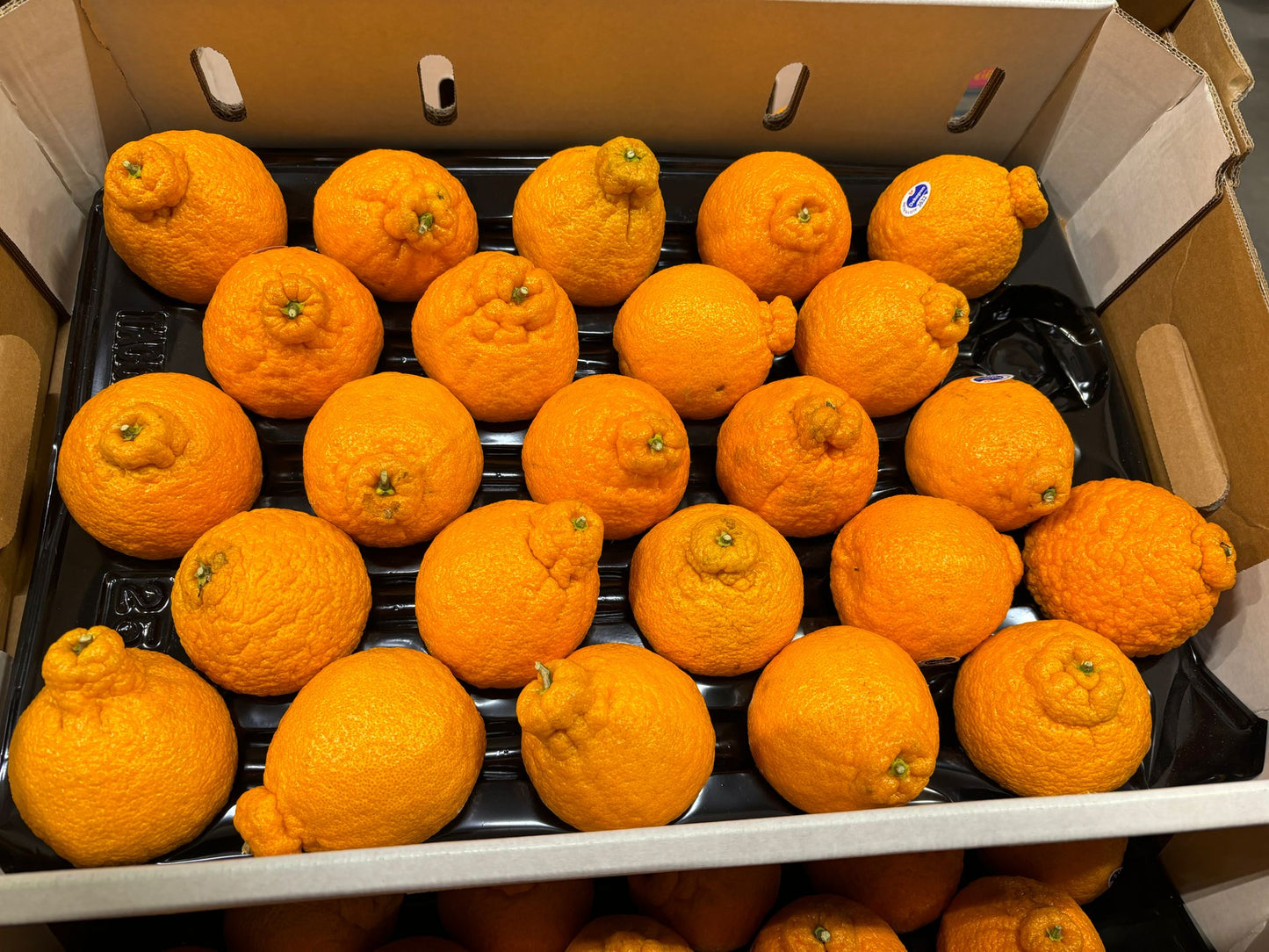 Satsuma Orange Dekapon - 6KG