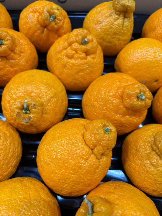 Satsuma Orange Dekapon - 6KG