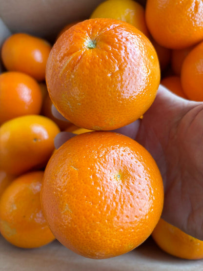 Seville Oranges