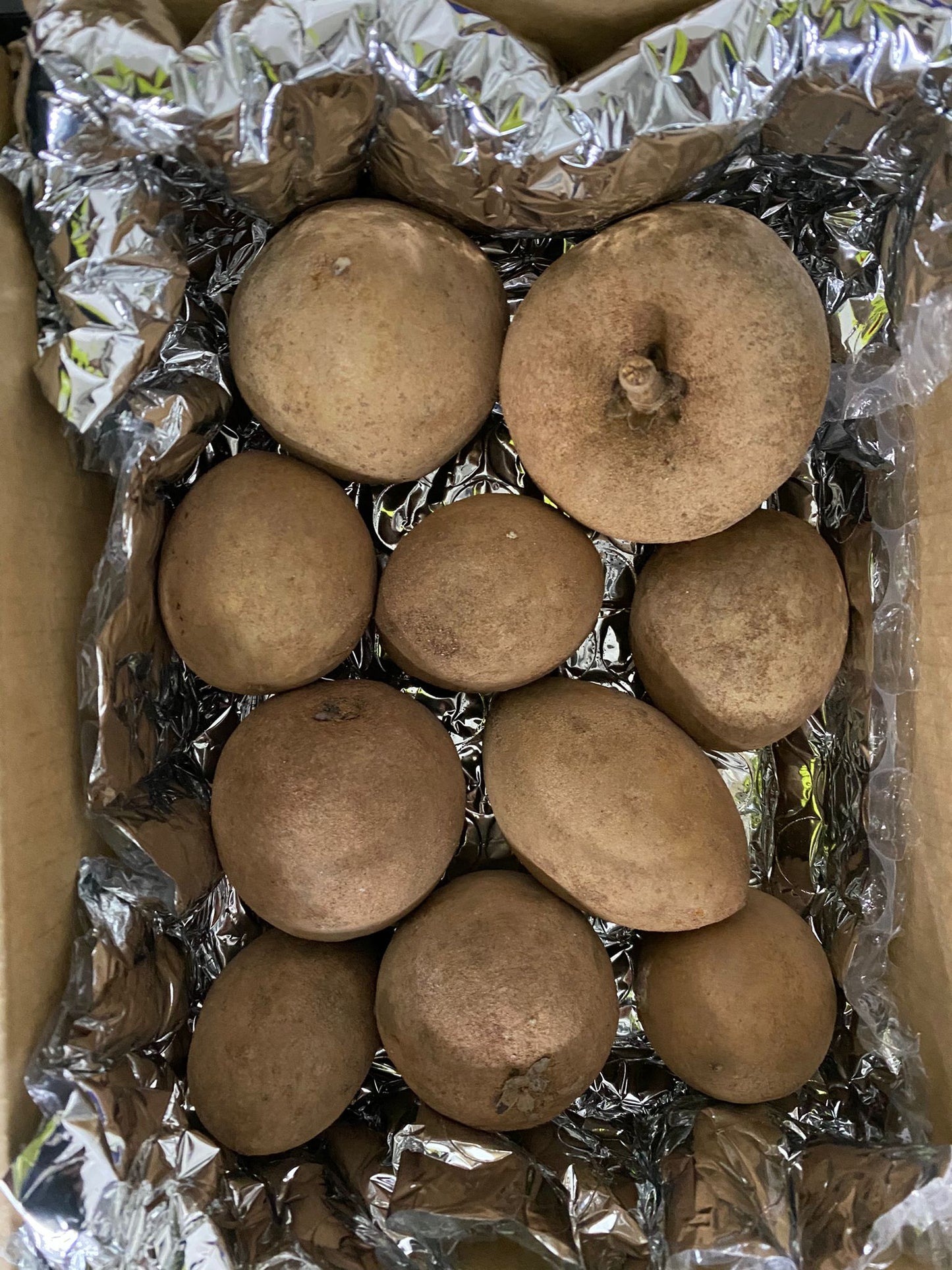 Sapodilla 