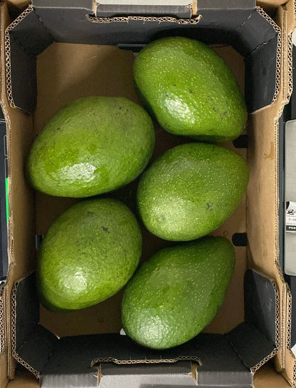 Avocado - Jala