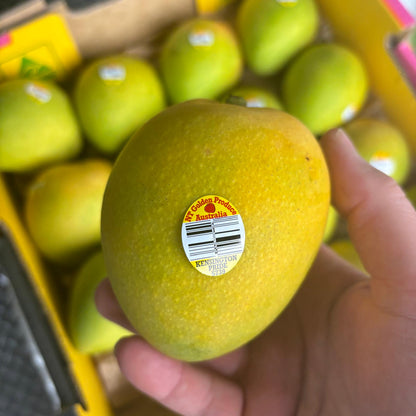 Mango Kensington Pride - 9,5kg (số lượng lớn)