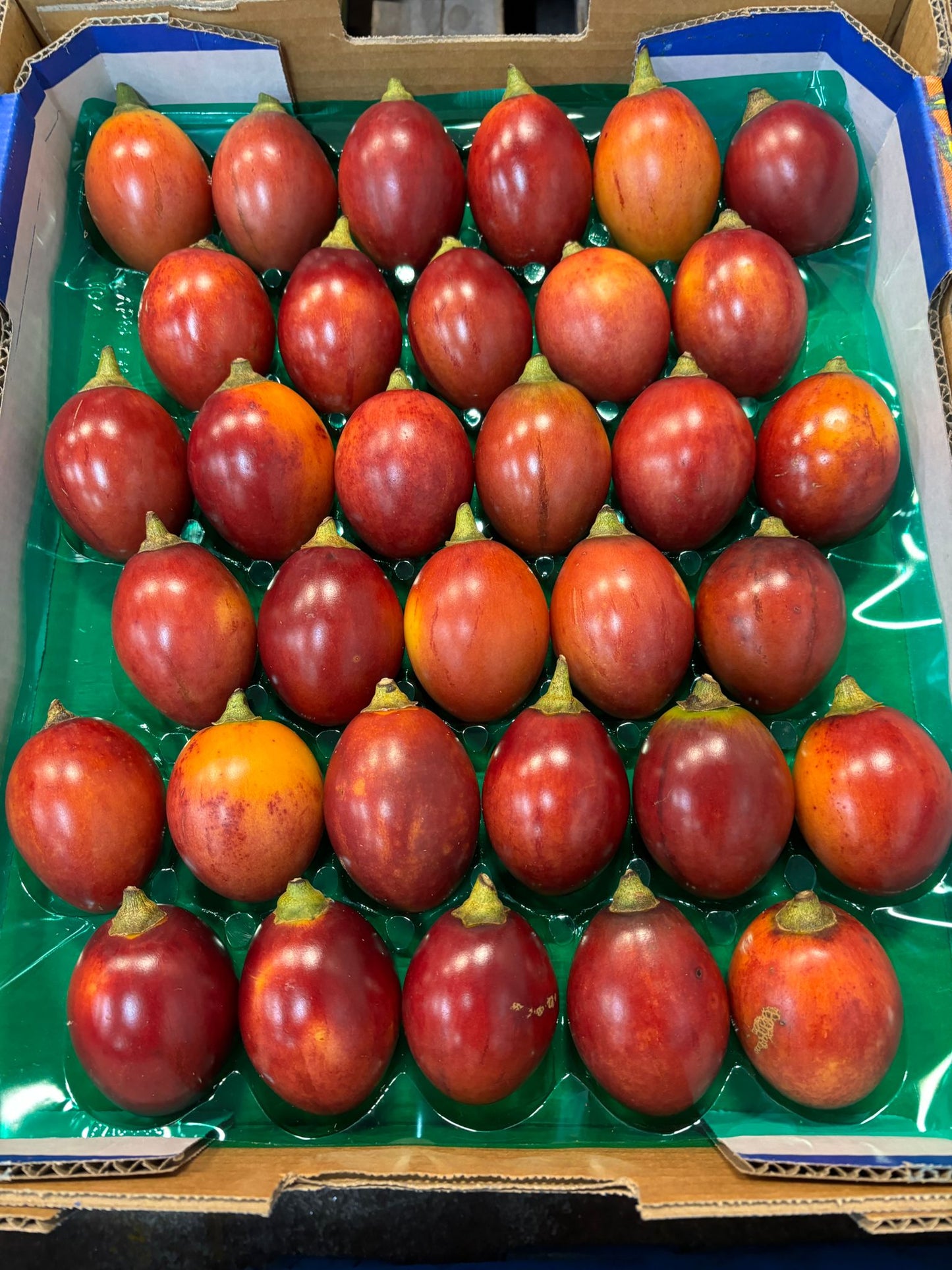 TAMARILLO RED - (CHỈ VIC, NSW, QLD, ACT)