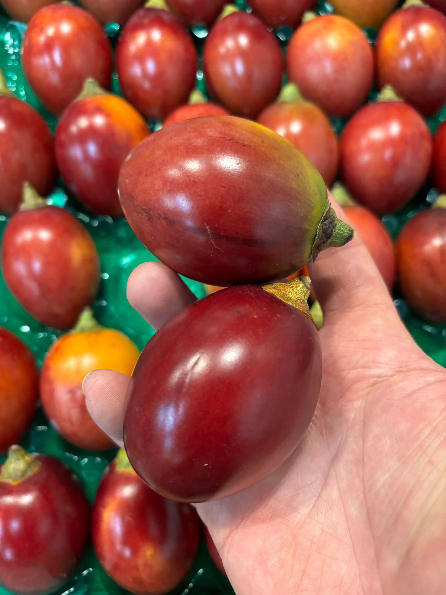 TAMARILLO RED - (CHỈ VIC, NSW, QLD, ACT)