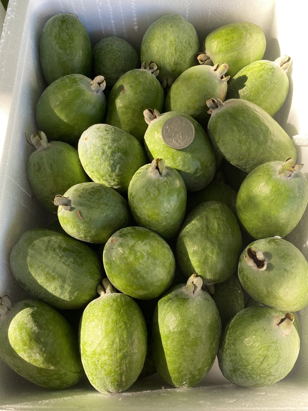 Feijoa