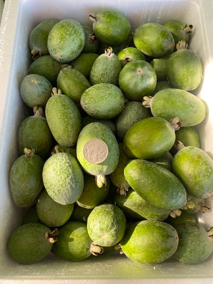 Feijoa